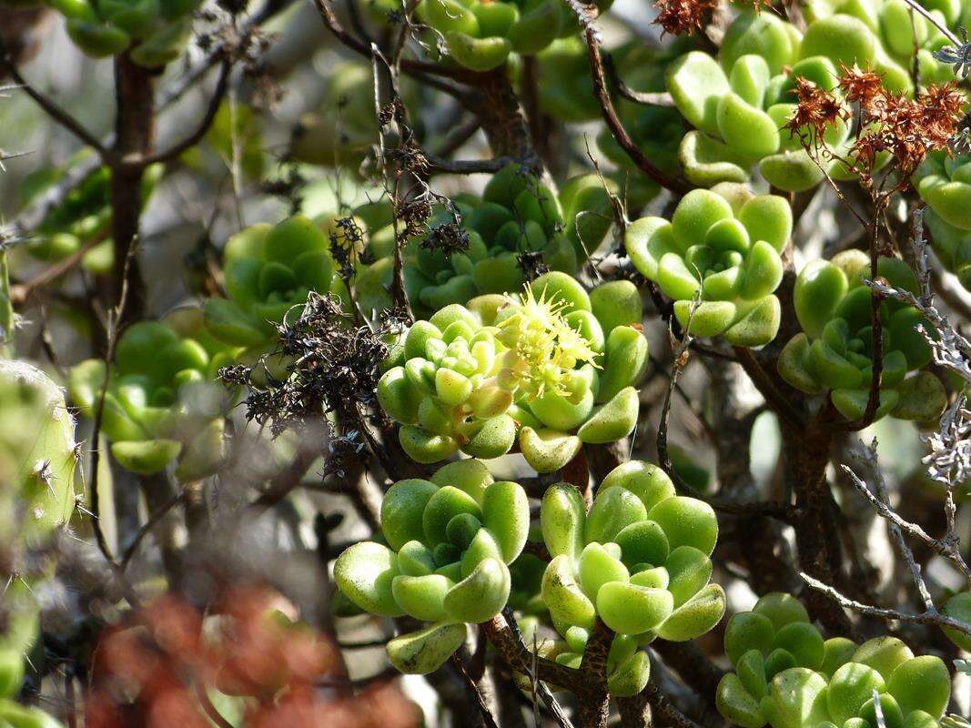 Image of Aeonium lindleyi subsp. lindleyi