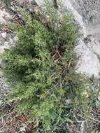 Plancia ëd Juniperus pinchotii Sudw.