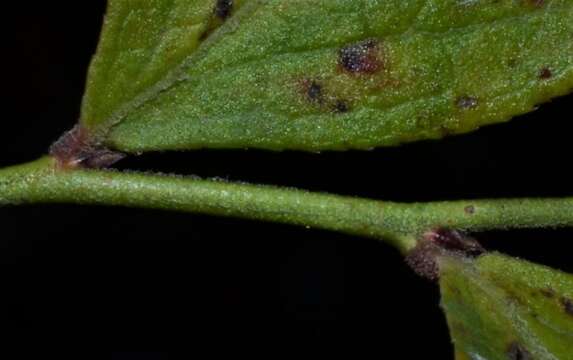 Image de Vaccinium virgatum Ait.