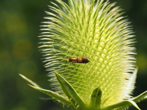 Image of Nemophora pfeifferella