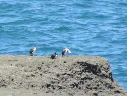 Image of Imperial Shag