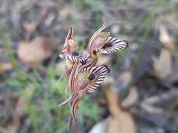 Imagem de Caladenia cairnsiana F. Muell.