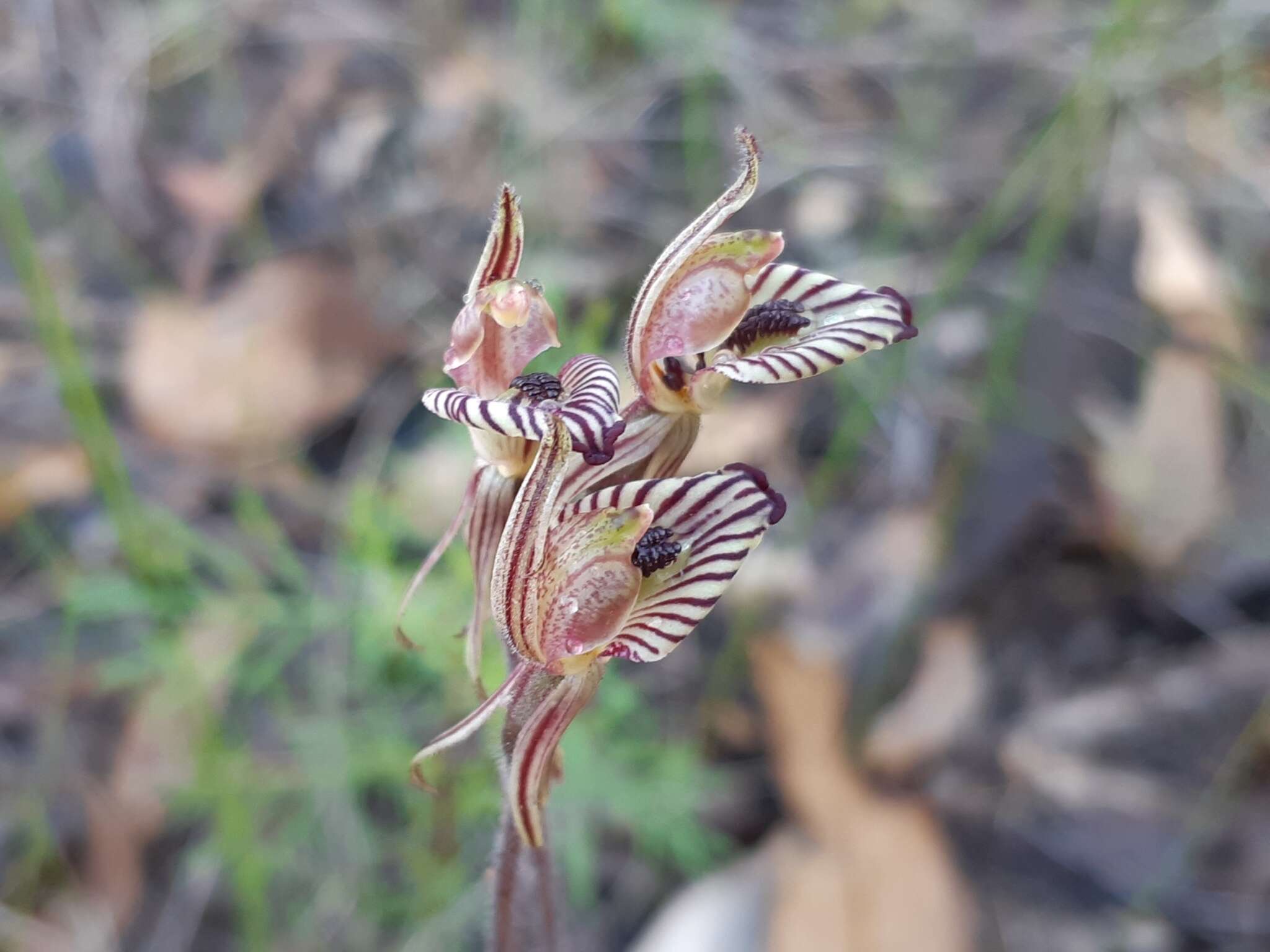 Image of Zebra orchid