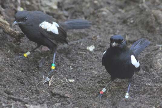 Image of Seychelles magpie-robin