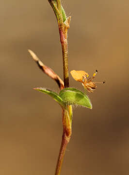 Image de Commelina subulata Roth