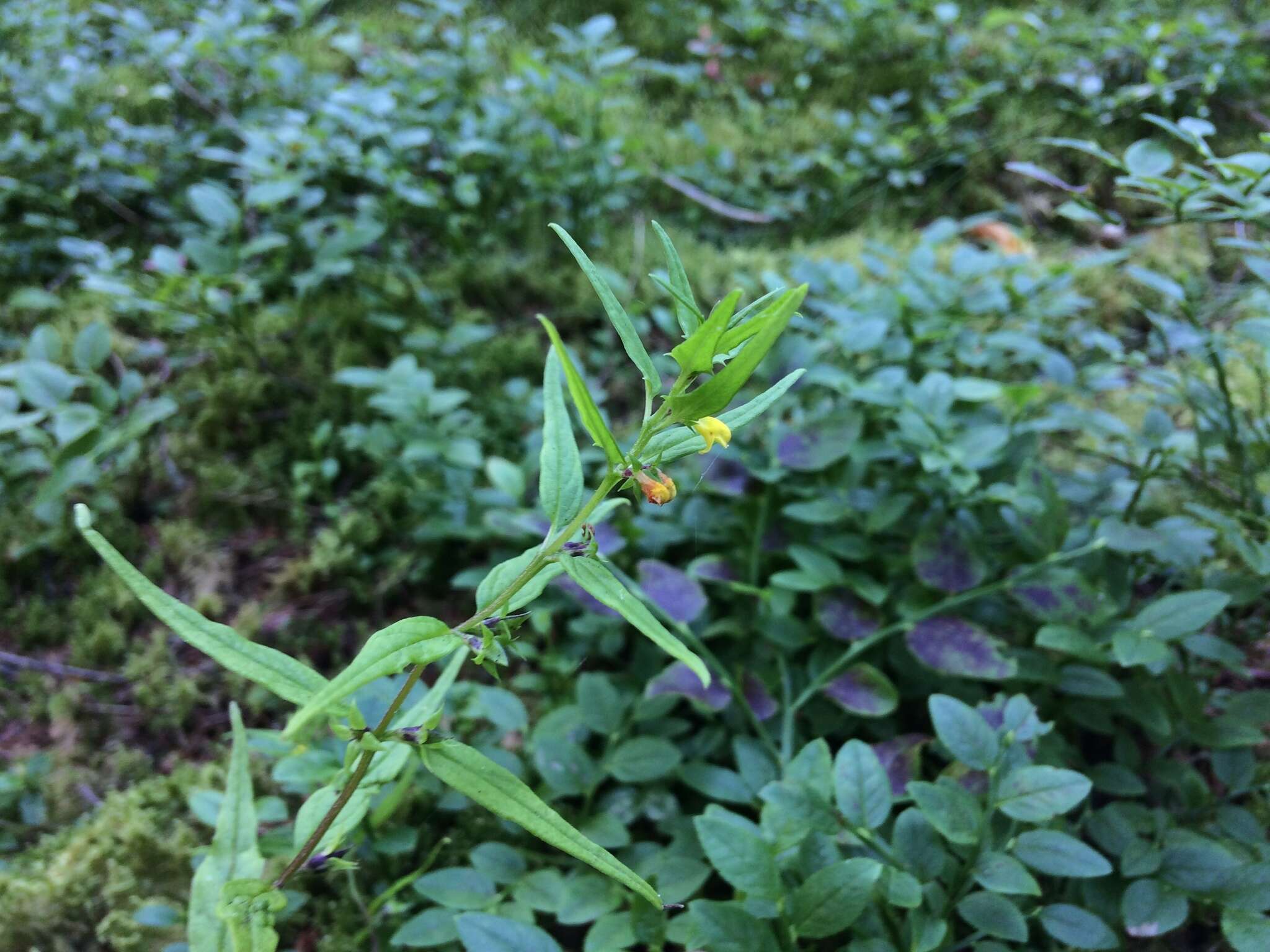 Image of Small cow-wheat