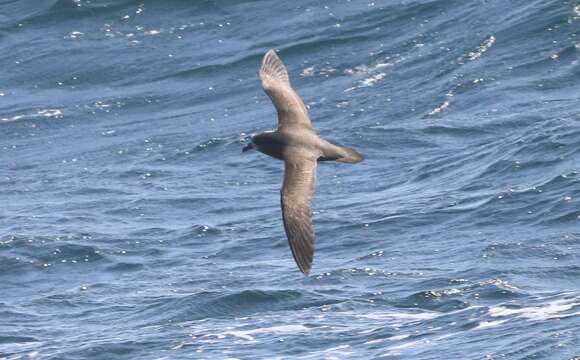 Image of Grey-faced Petrel