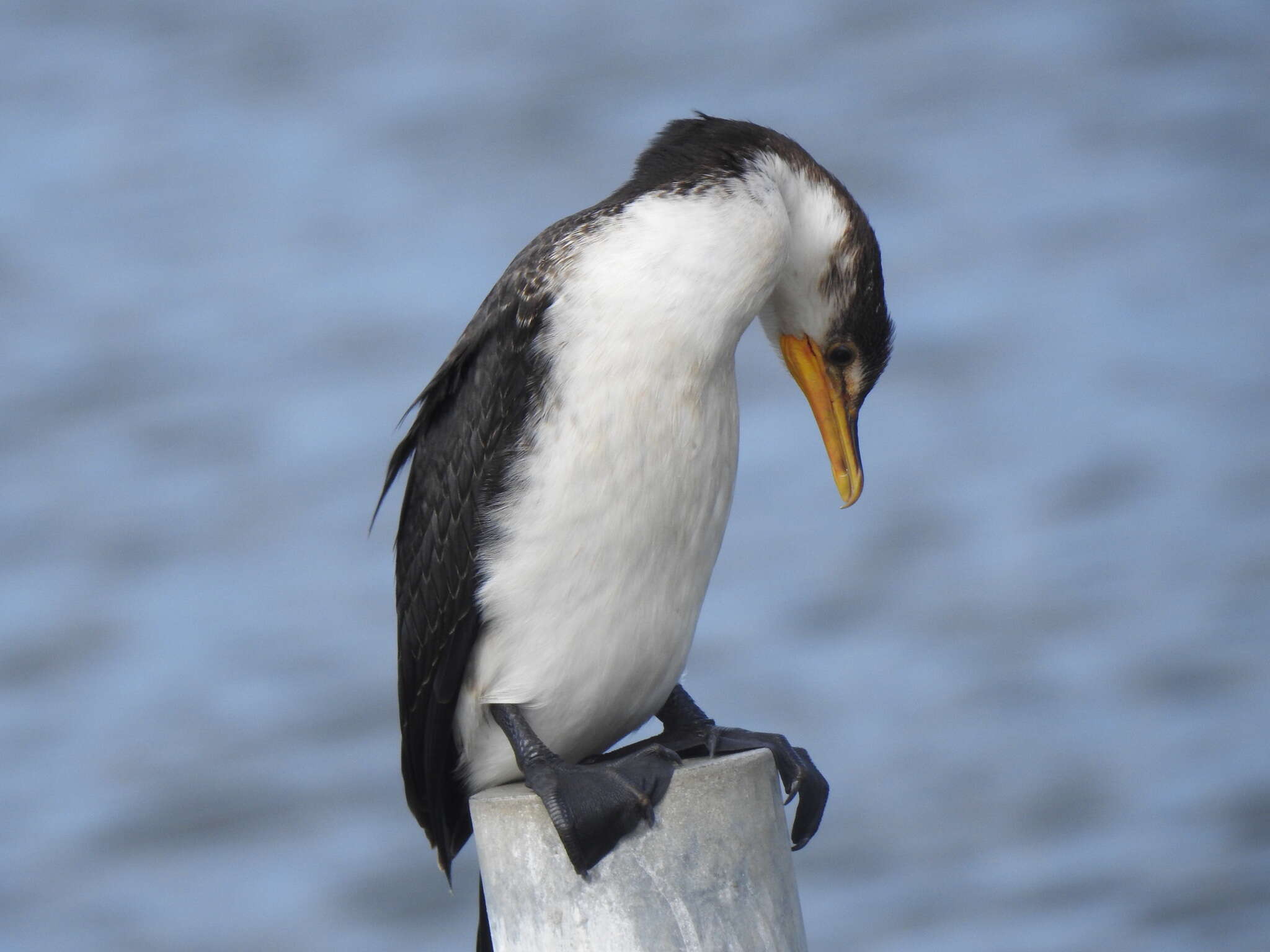 Image of Dwarf cormorants