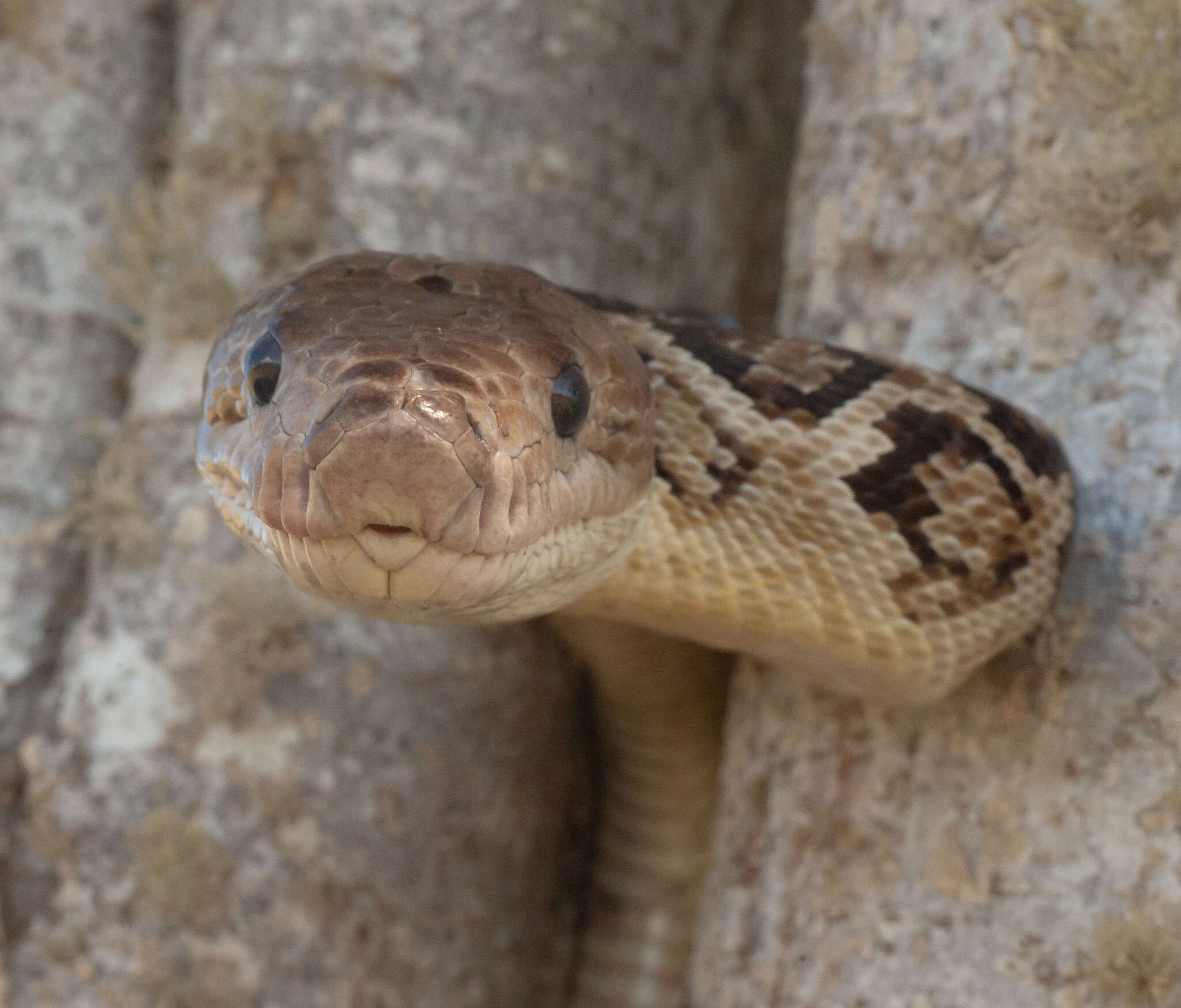 Image of Cuban Boa