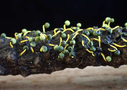 Image of Physarum tenerum