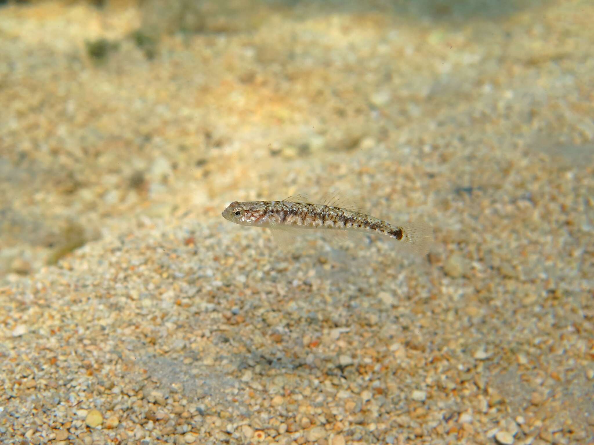 Pomatoschistus quagga (Heckel 1837) resmi