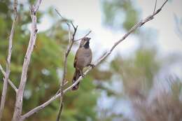 Image of Black-throated Whipbird