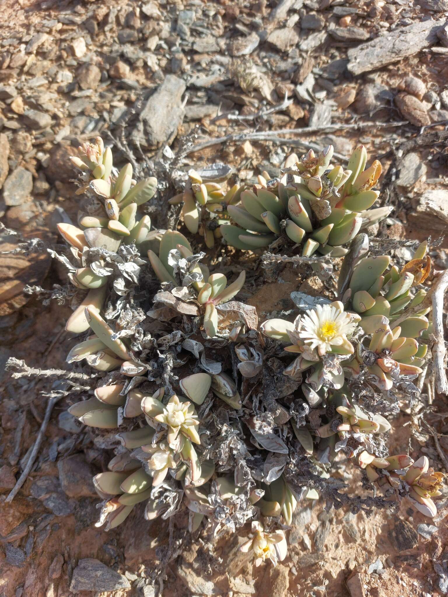 Image of Hartmanthus pergamentaceus (L. Bol.) S. A. Hammer