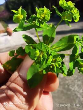 Image of Euphorbia pterococca Brot.