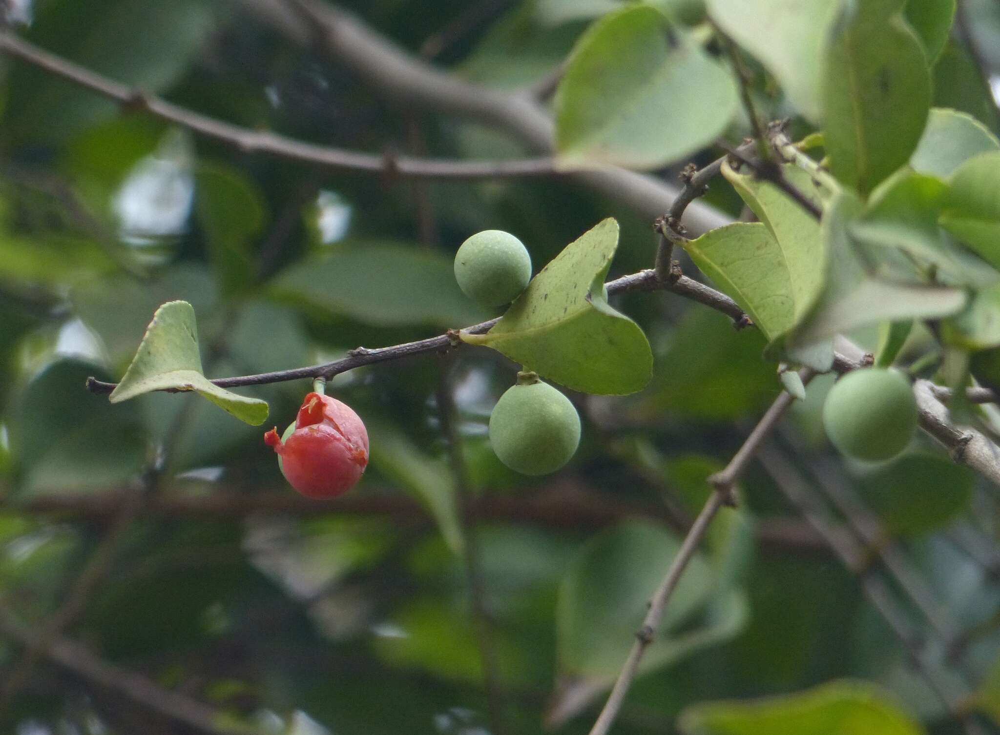 Image of Salacia chinensis L.