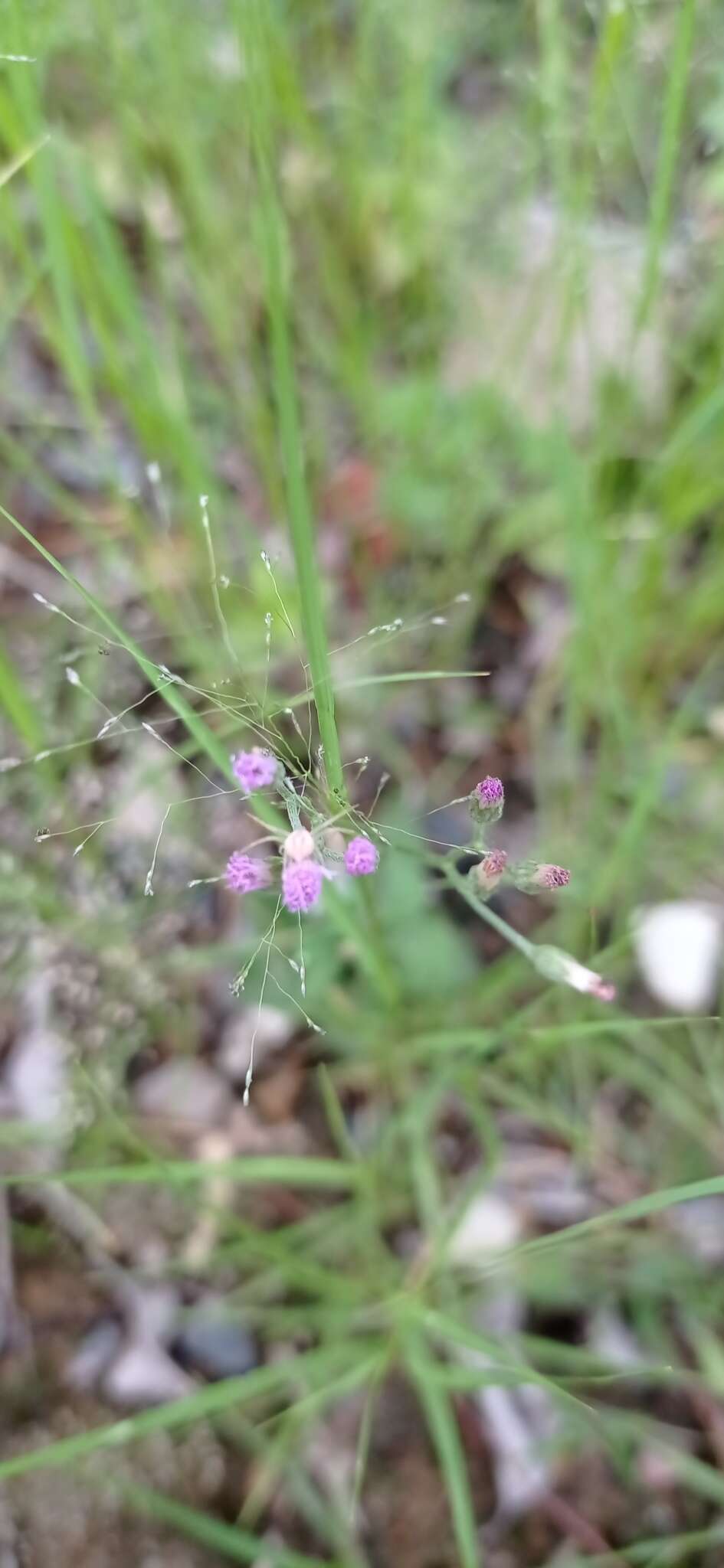 Image of Cyanthillium cinereum var. cinereum