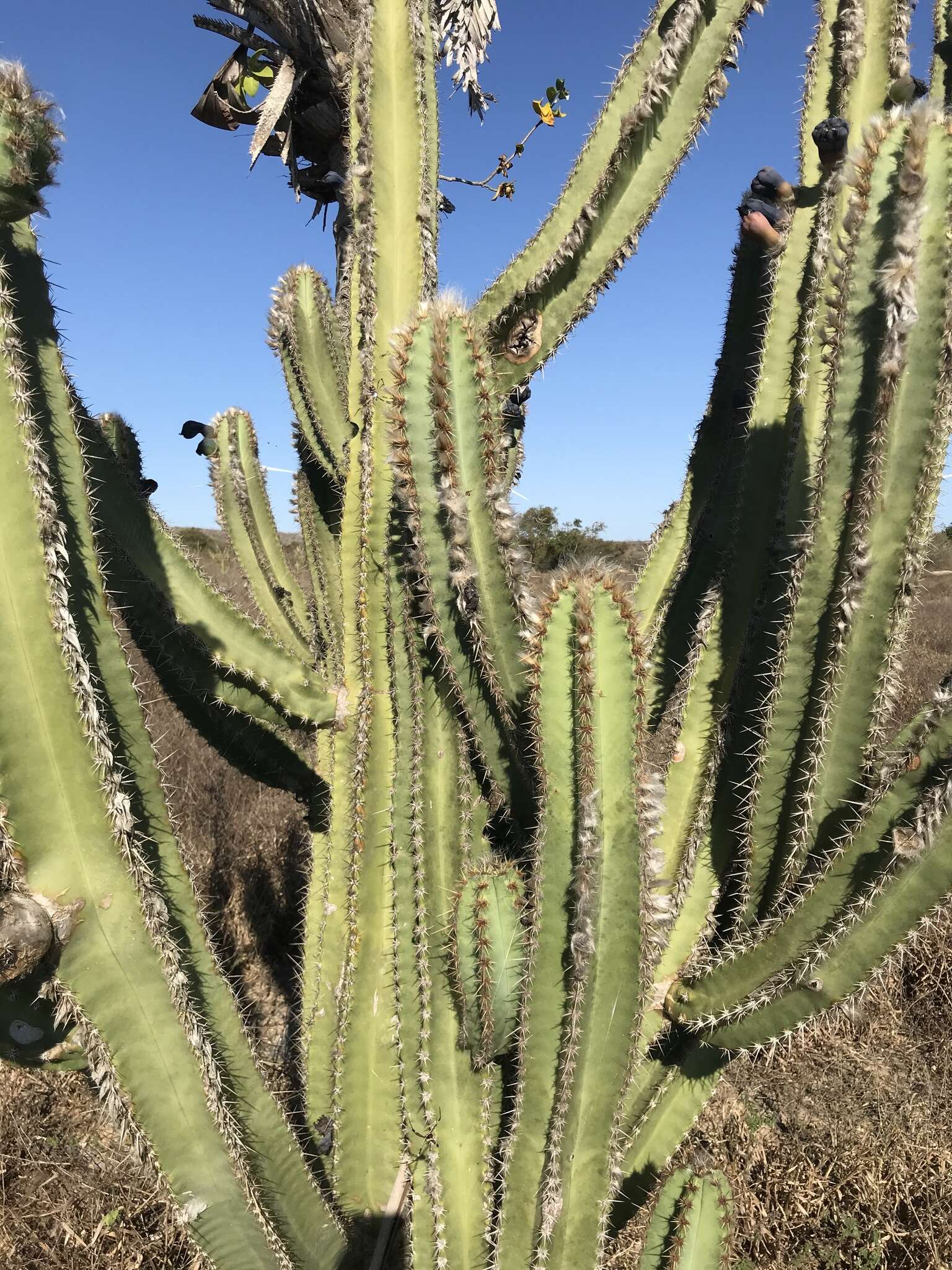 Imagem de Pilosocereus catingicola (Gürke) Byles & G. D. Rowley