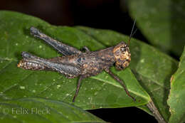 Image of Maculiparia curtipennis (Scudder & S. H. 1875)