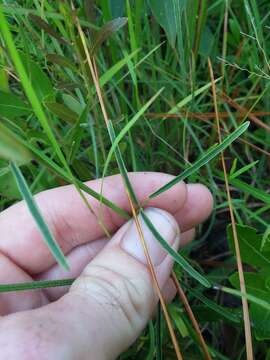 Imagem de Desmodium tenuifolium Torr. & A. Gray