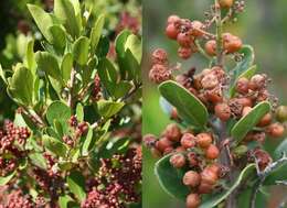 Image of Searsia lucida (L.) F. A. Barkley