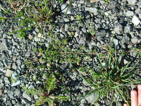 Image of Medicago muricoleptis Tineo