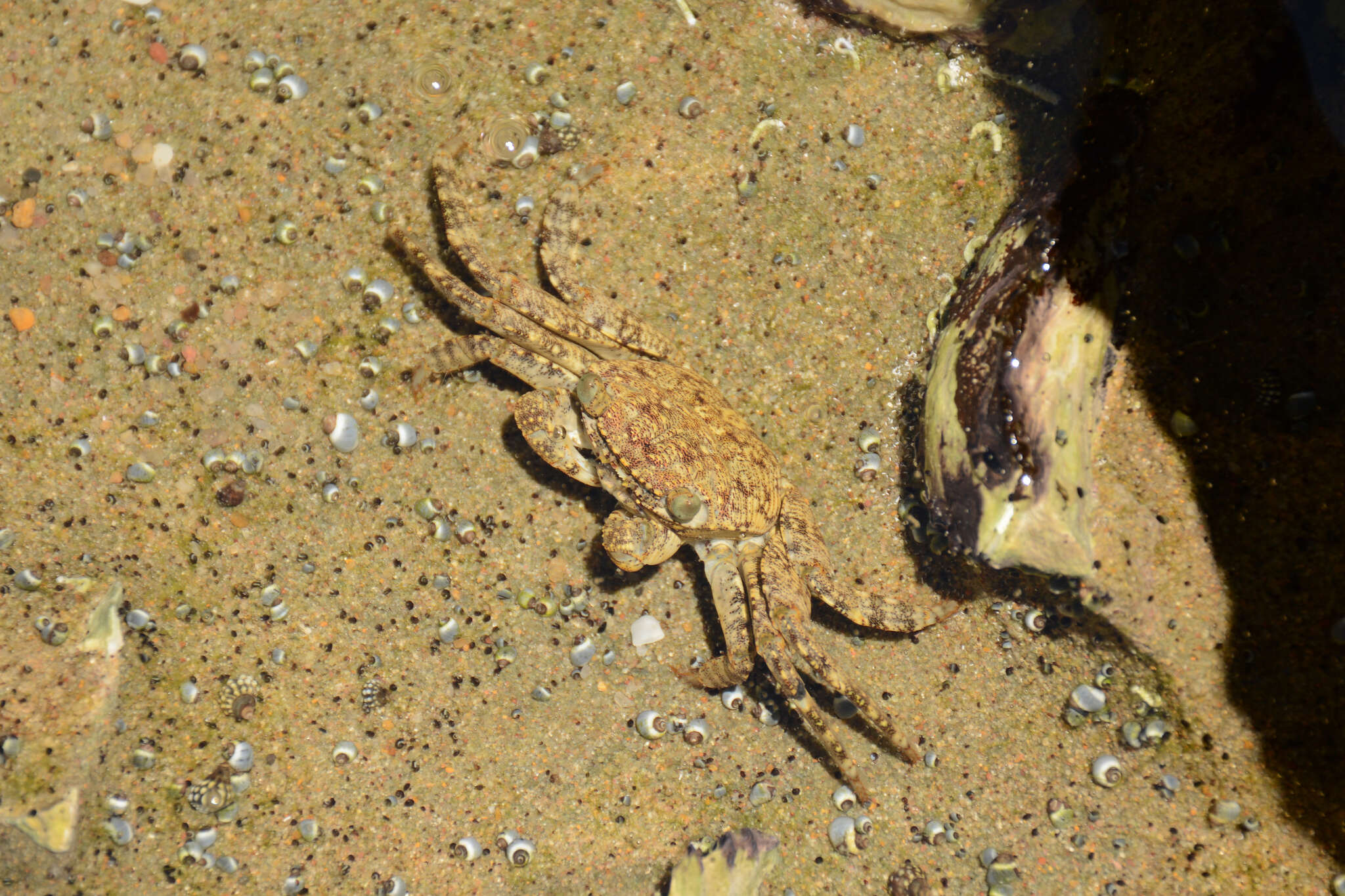 Image of Grapsus fourmanoiri Crosnier 1965