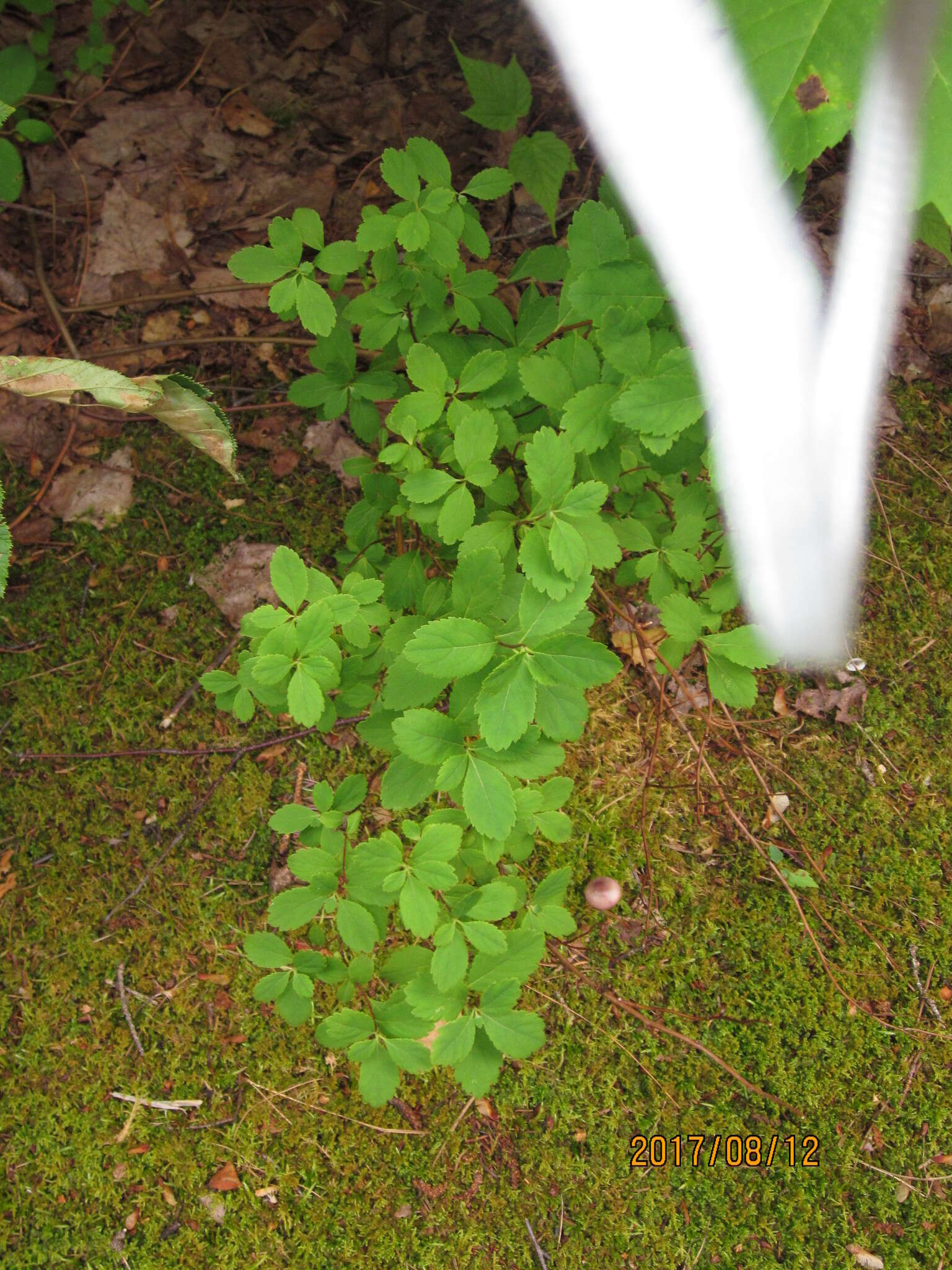 Imagem de Spiraea alba var. latifolia (Aiton) H. E. Ahles