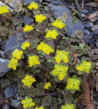 Image of Chrysosplenium album Maxim.