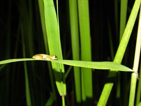 Image of Pickersgill's Banana Frog