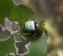 Image of Bijoaraneus legonensis (Grasshoff & Edmunds 1979)