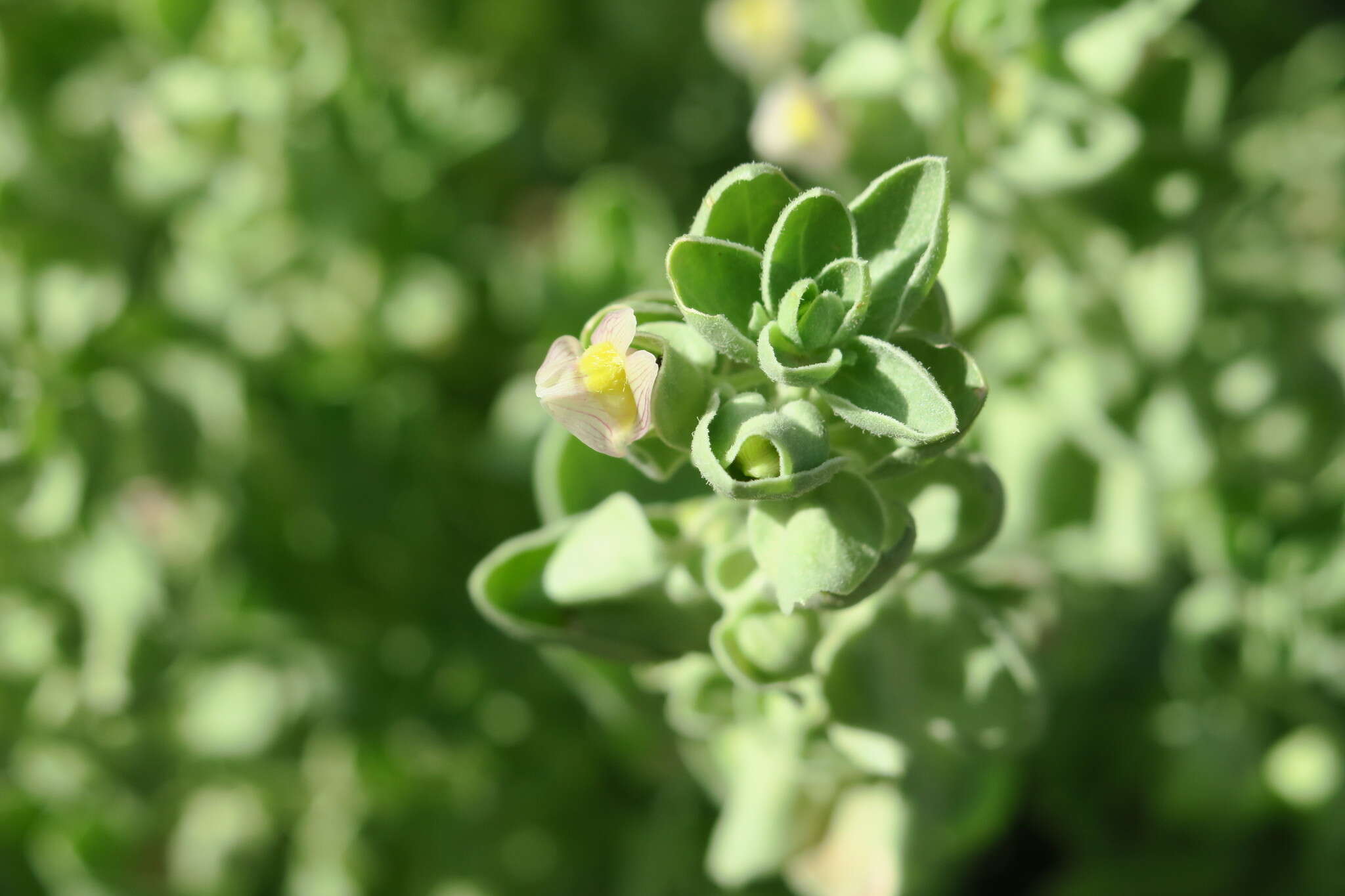 Schweinfurthia papilionacea (L.) Boiss.的圖片