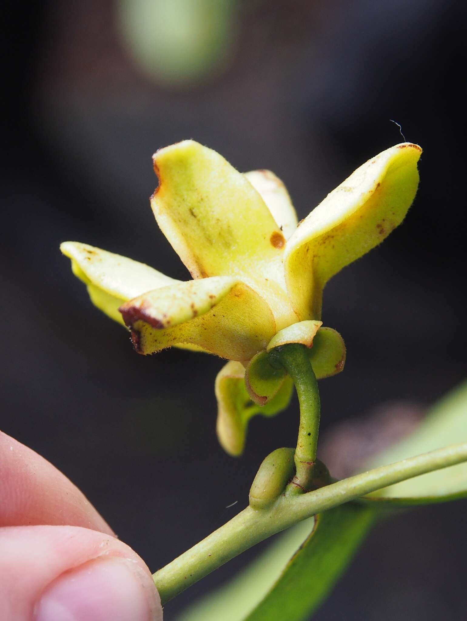 Image of Guatteria amplifolia Triana & Planch.