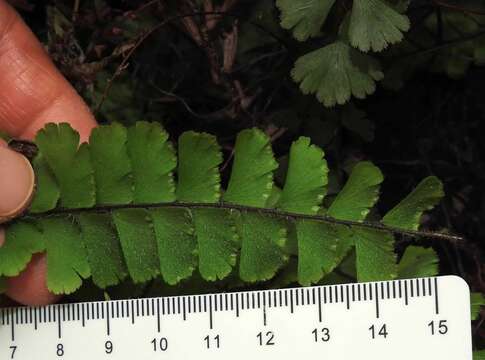 Image of Adiantum ciliatum Bl.