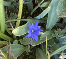 صورة Gentiana prostrata Haenke