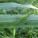 Image of Peucetia formosensis Kishida 1930