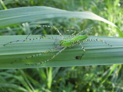 Image of Peucetia formosensis Kishida 1930