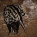 Image of Southern African Civet