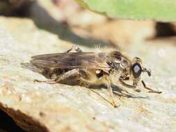 Image of Chalcosyrphus eunotus (Loew 1873)