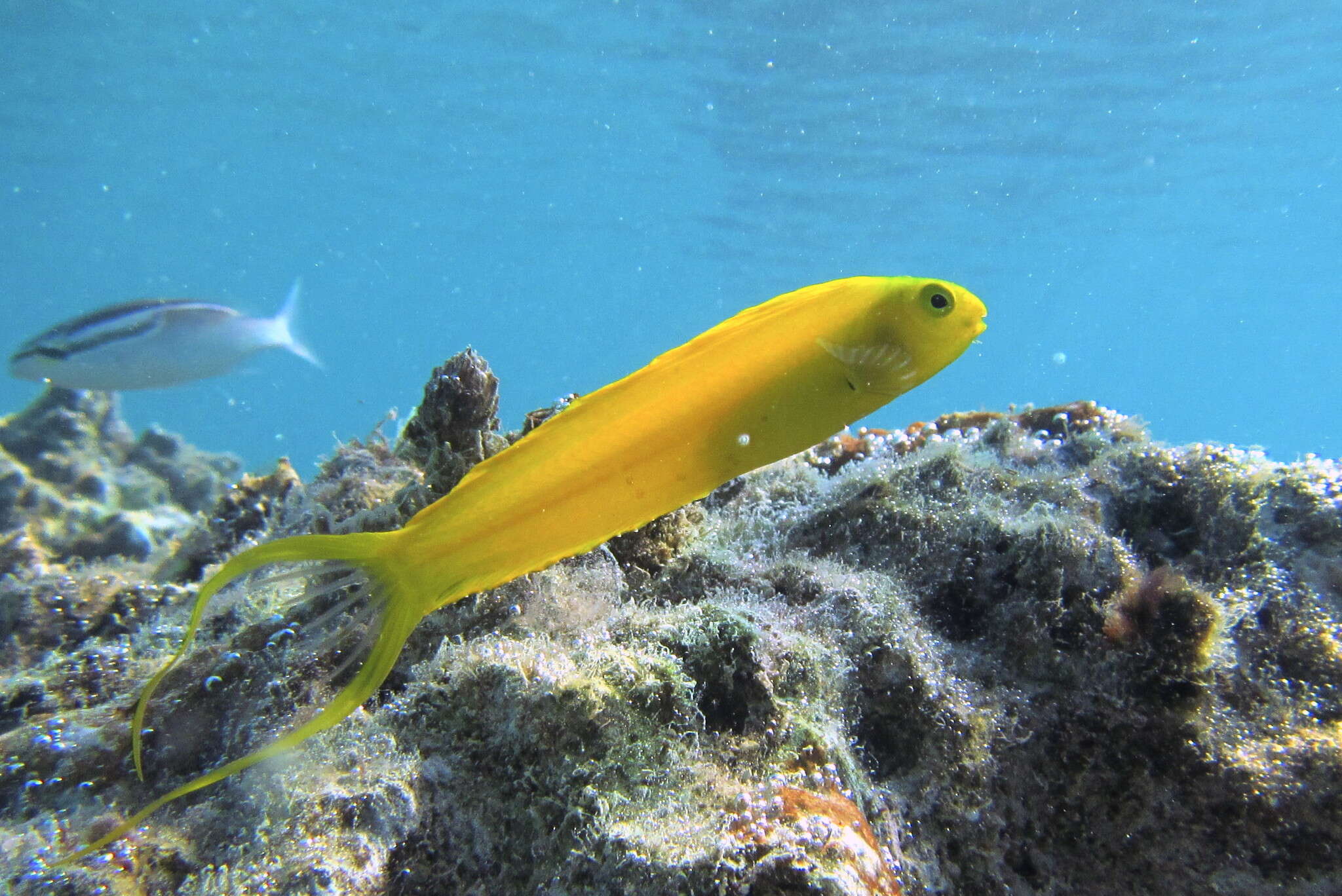 Image of Canary fangblenny