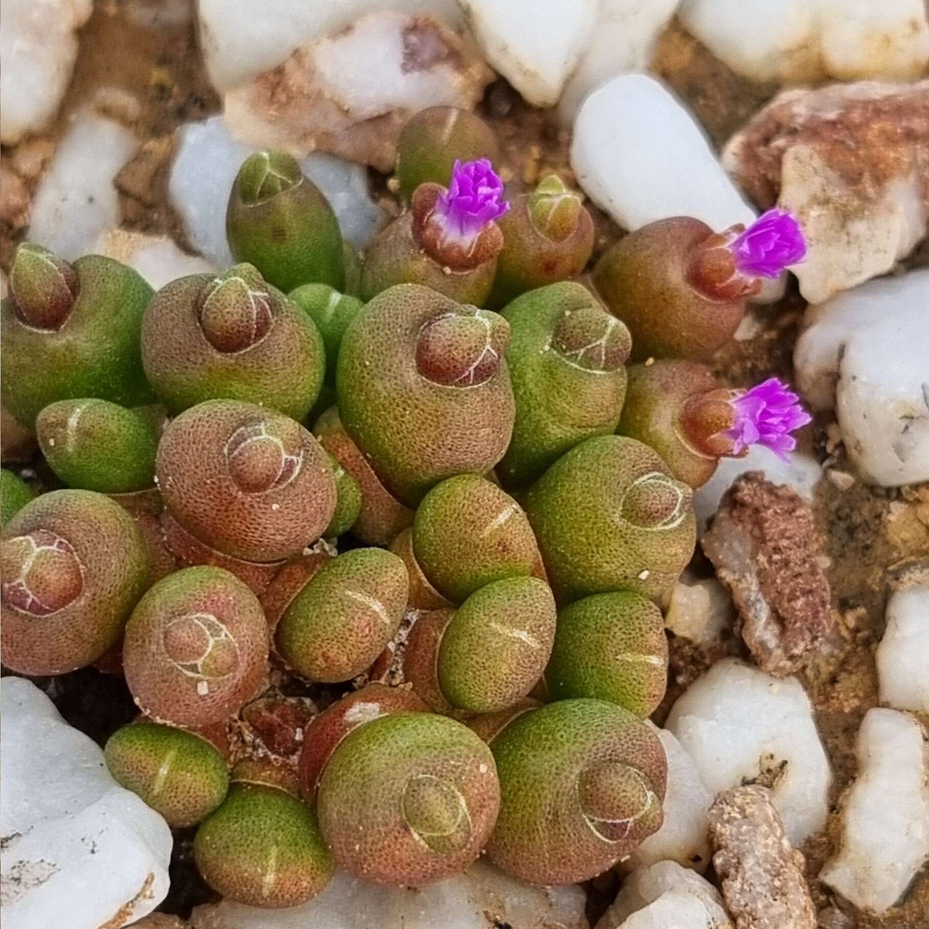 Image of Oophytum nanum (Schltr.) L. Bol.