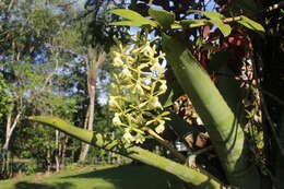 Image de Epidendrum coronatum Ruiz & Pav.