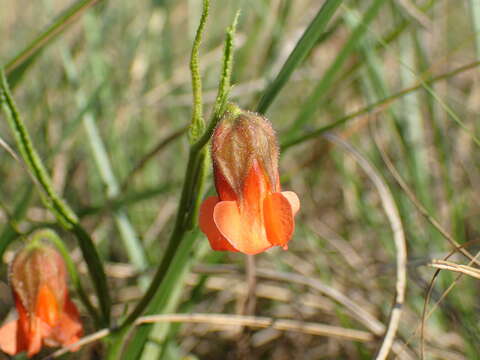 Image of Hermannia cristata Bolus