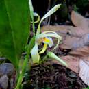 Imagem de Maxillaria endresii Rchb. fil.