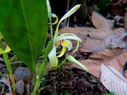 Image of Maxillaria endresii Rchb. fil.