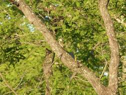 Image of Speckle-throated Woodpecker