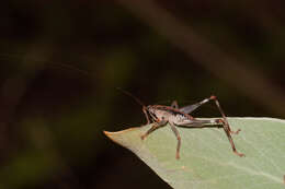 Nicsara bifasciata (Redtenbacher 1891) resmi