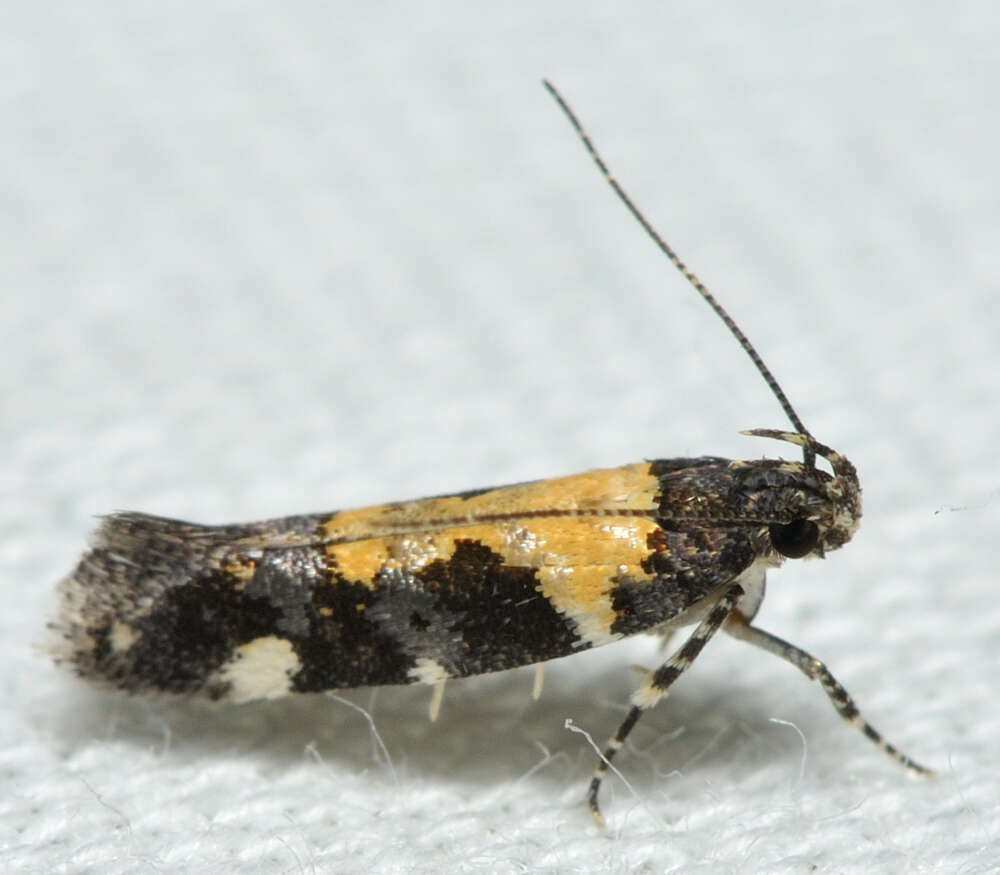 Image of Red-necked Peanutworm Moth