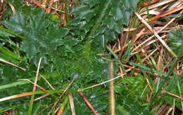 Image of edible thistle