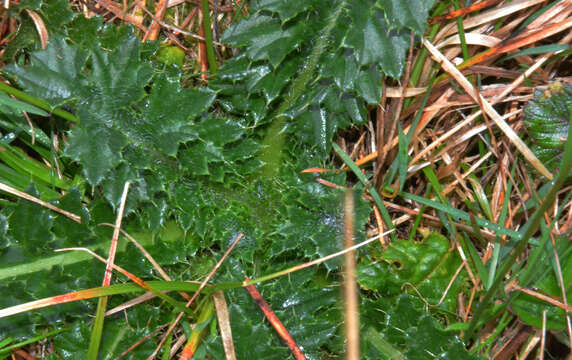 Image de Cirsium edule Nutt.