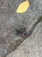 Image of Nuptial Scorpionfly